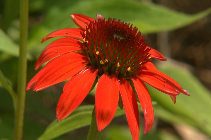 Cheyenne Spirit coneflowers offer diverse colors